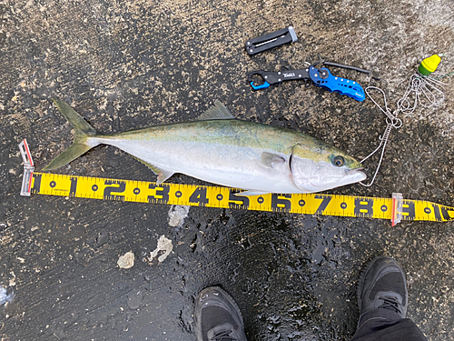 メジロの釣果