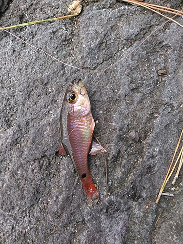 ネンブツダイの釣果