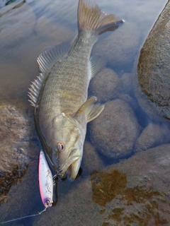 スモールマウスバスの釣果