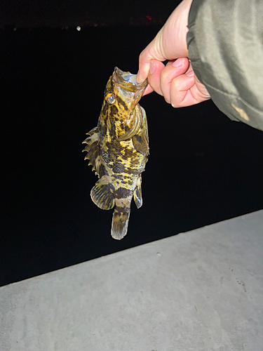 タケノコメバルの釣果