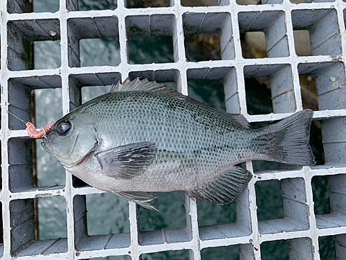 グレの釣果