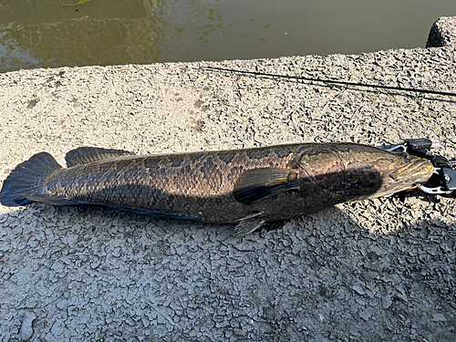 ライギョの釣果