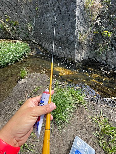 アブラハヤの釣果