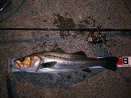 シーバスの釣果