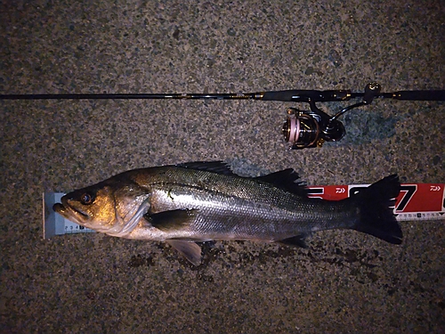 シーバスの釣果