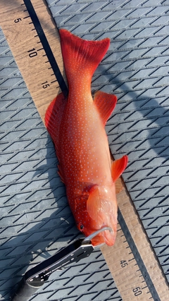 アカジンミーバイの釣果