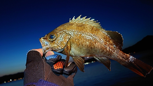 メバルの釣果