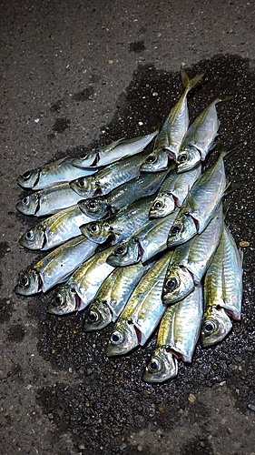 アジの釣果