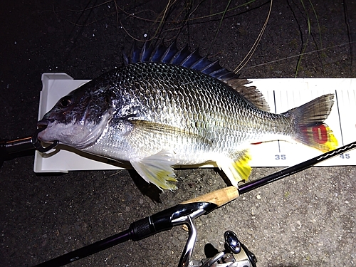 キビレの釣果