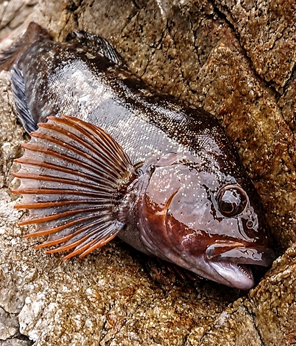 アイナメの釣果