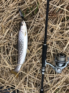 アメマスの釣果