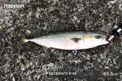 メジロの釣果