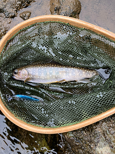 イワナの釣果