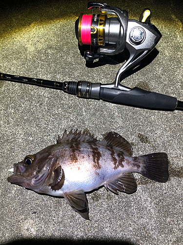 メバルの釣果