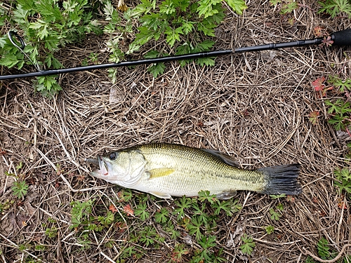 ラージマウスバスの釣果