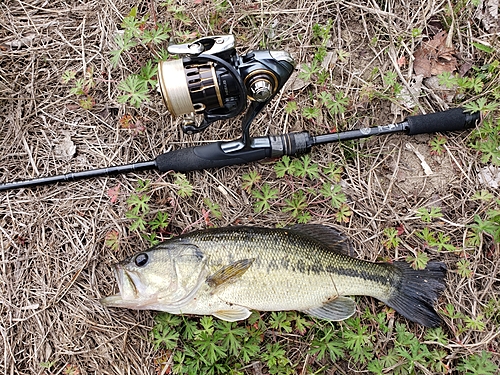 ラージマウスバスの釣果