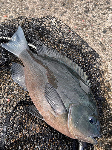 クチブトグレの釣果