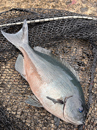 オナガグレの釣果