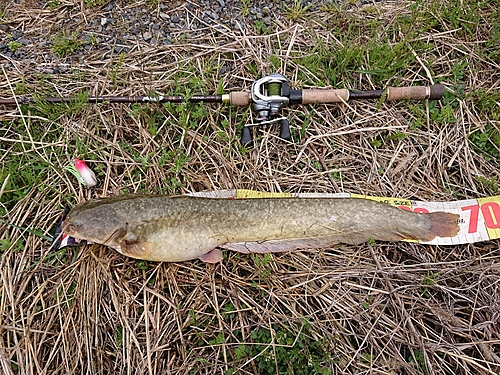 ナマズの釣果