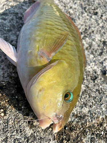 イラブチャーの釣果