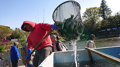 ニジマスの釣果