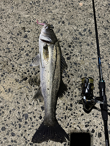 シーバスの釣果