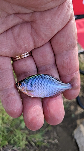 タナゴの釣果