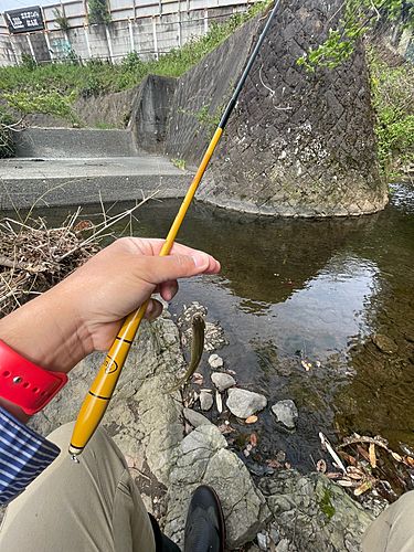 アブラハヤの釣果