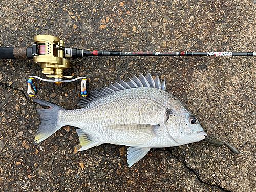 キビレの釣果