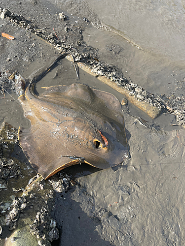 アカエイの釣果