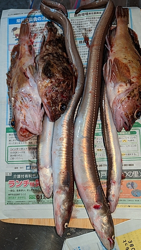 アナゴの釣果