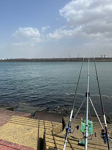 イワシの釣果