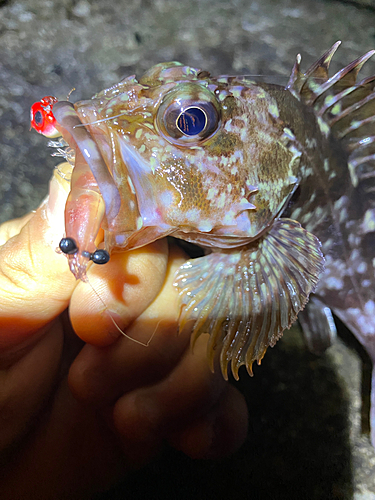 カサゴの釣果