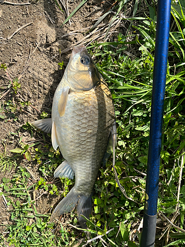 マブナの釣果