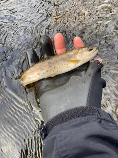 ヤマメの釣果