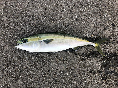 ハマチの釣果