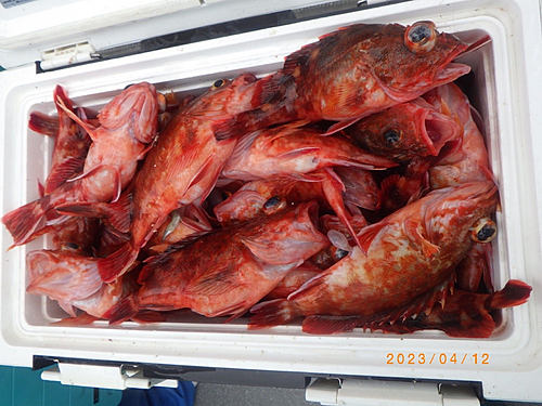 カサゴの釣果