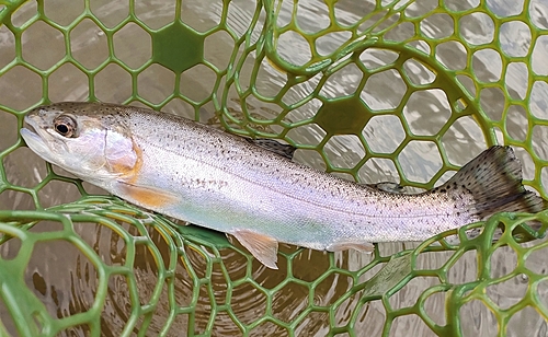 ニジマスの釣果