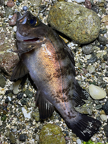 メバルの釣果