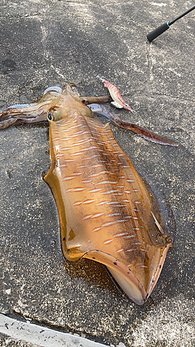 アオリイカの釣果