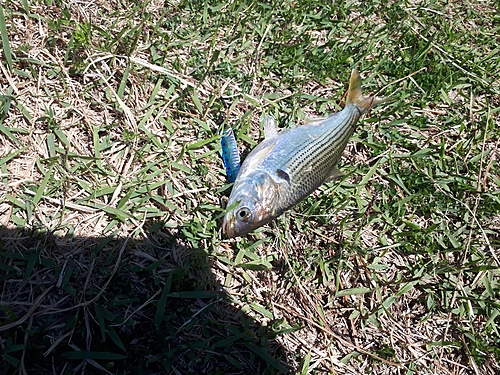 コノシロの釣果