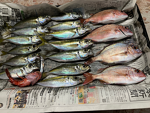 アジの釣果