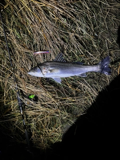 マルスズキの釣果