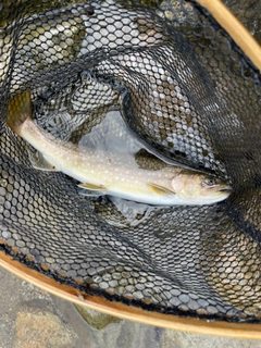 イワナの釣果