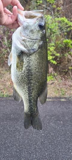 ブラックバスの釣果