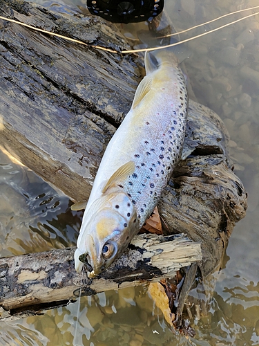 ブラウントラウトの釣果