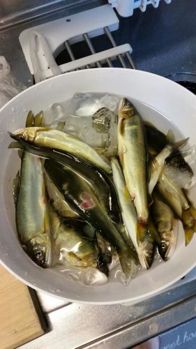 アユの釣果