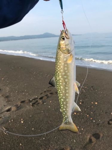 アメマスの釣果