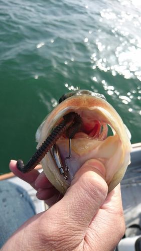 ブラックバスの釣果