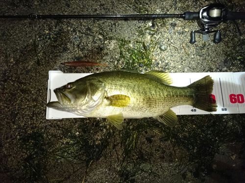 ブラックバスの釣果